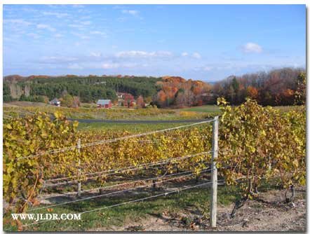 Hilltop view of one vineyard