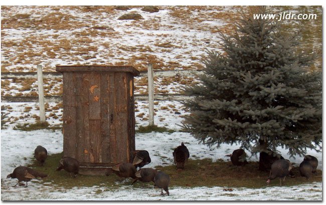 Even the turkeys like this Outhouse!