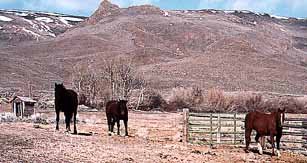 The Horses are Keeping Watch too...