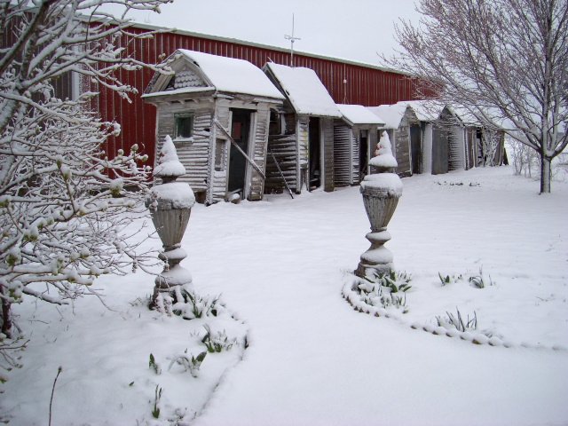 Outhouse Collection near Blaine, Illinois