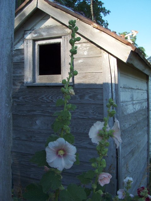 Outhouse Collection near Blaine, Illinois
